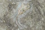 Three Fossil Crinoids (Eretmocrinus) - Gilmore City, Iowa #148690-2